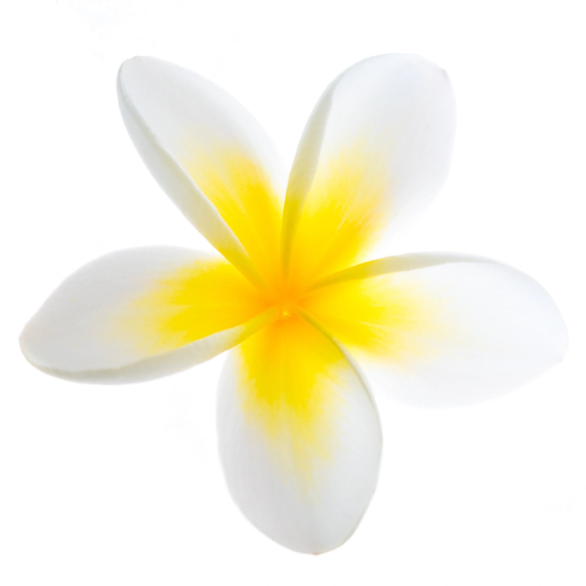 Yellow and white plumeria flower close-up