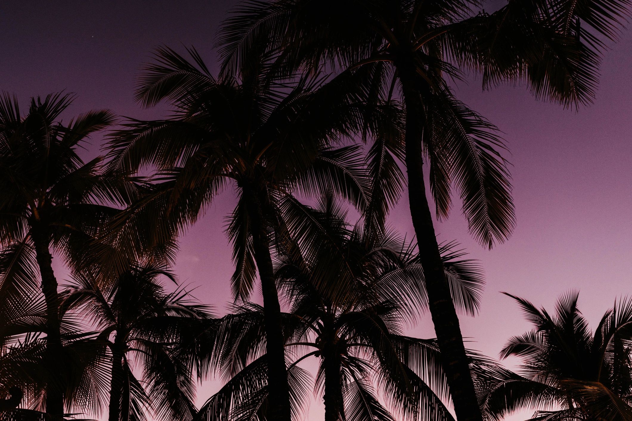 Waikiki beach palm trees at sunset