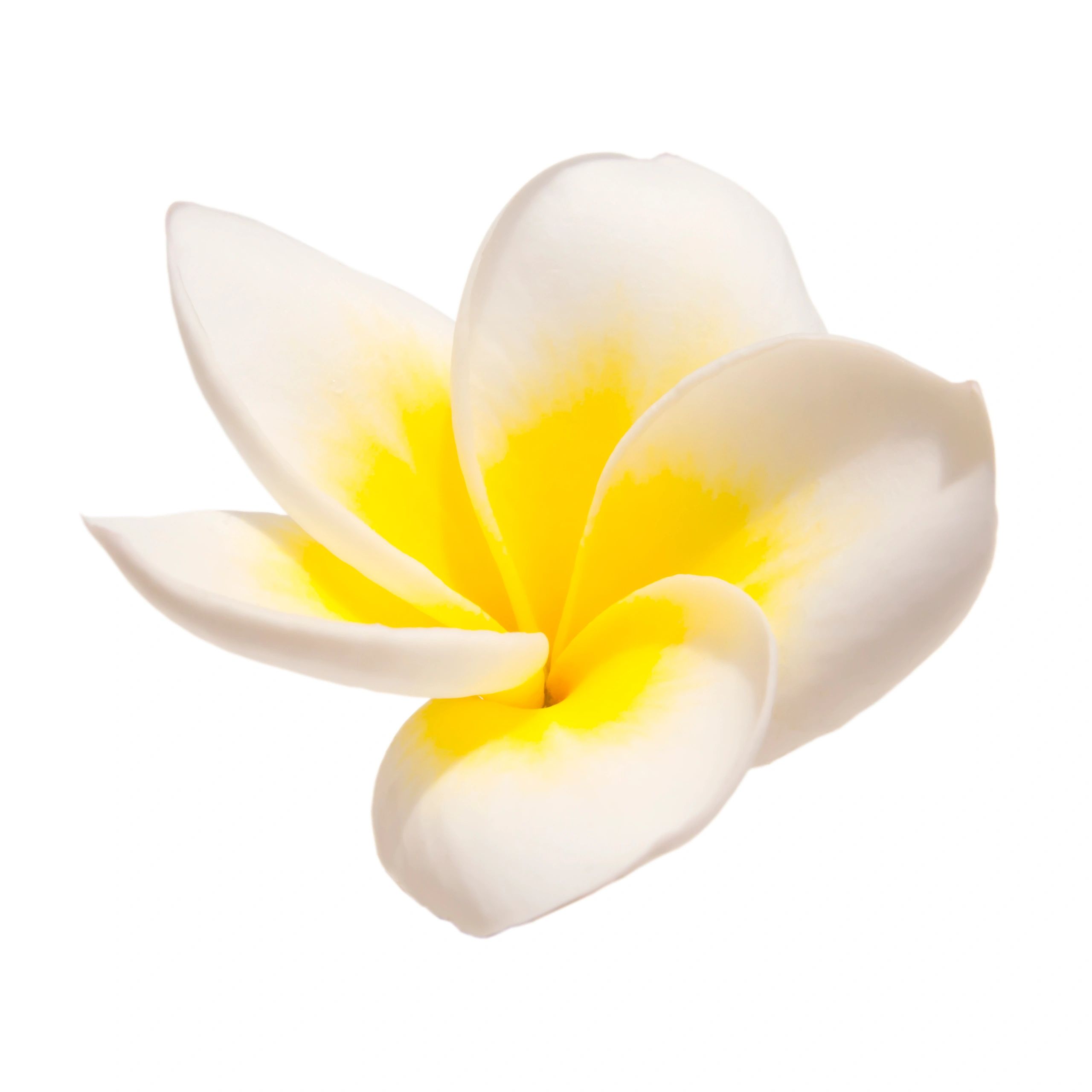 Frangipani (plumeria) flower