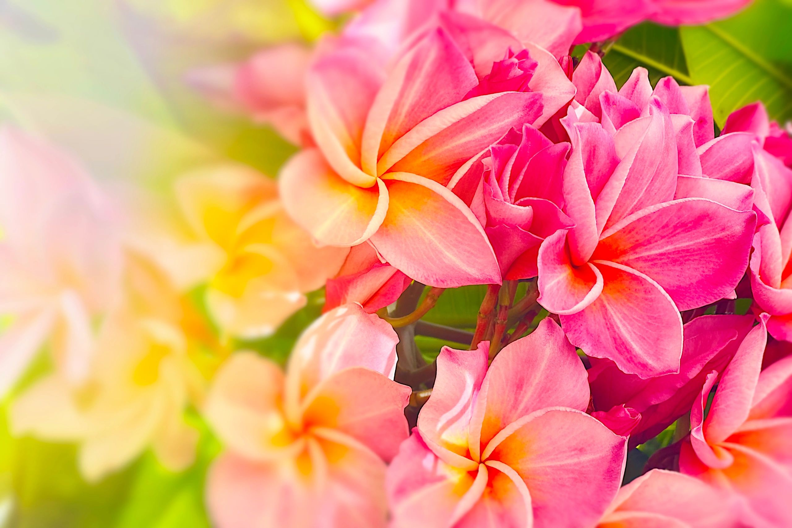 Bright pink plumeria flowers in bloom