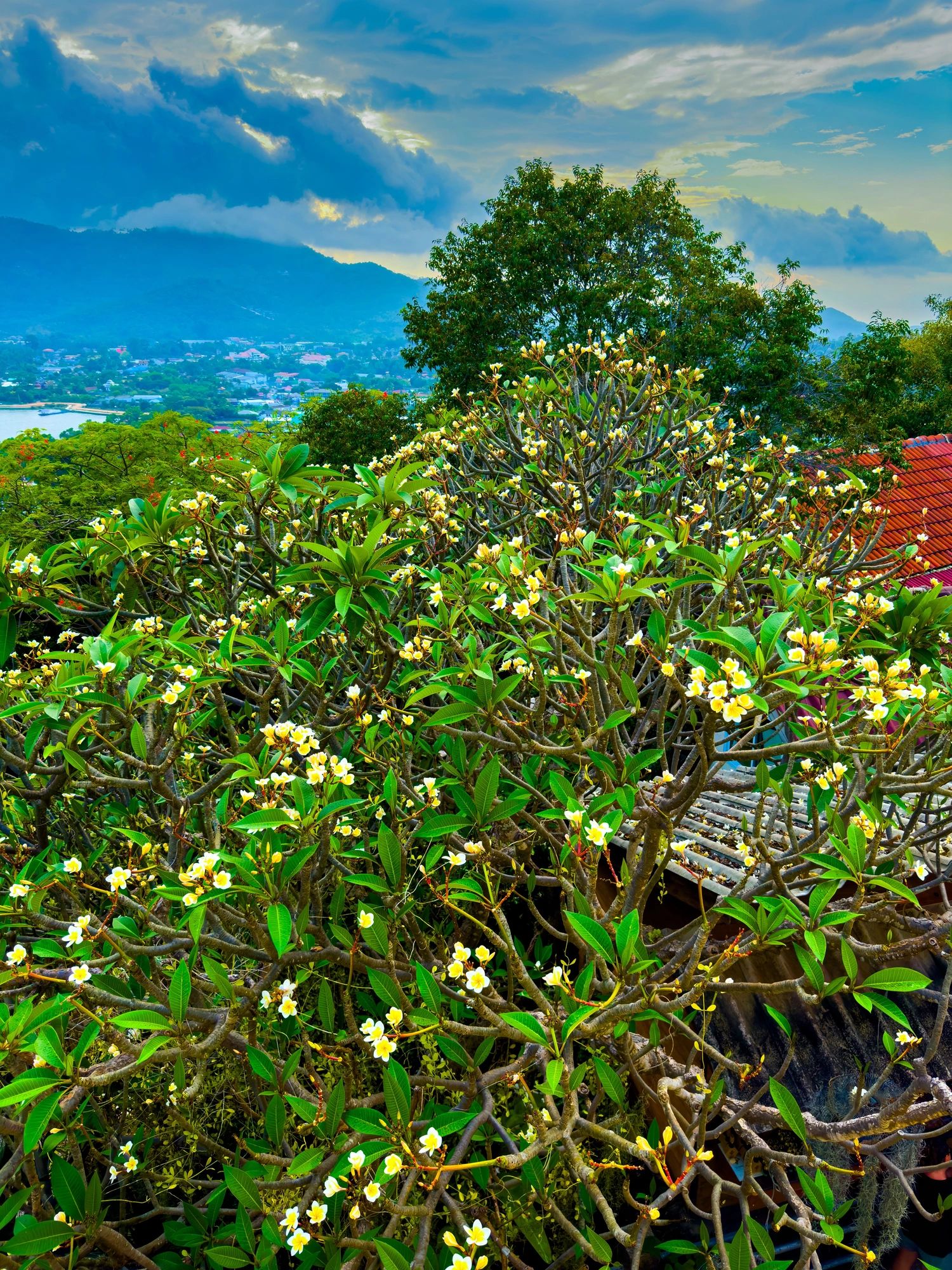 Plumeria blossoms over a tropical Hawaiian-style landscape