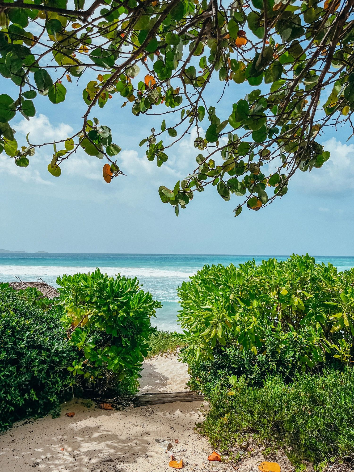 Sandy path leading to a tropical beach