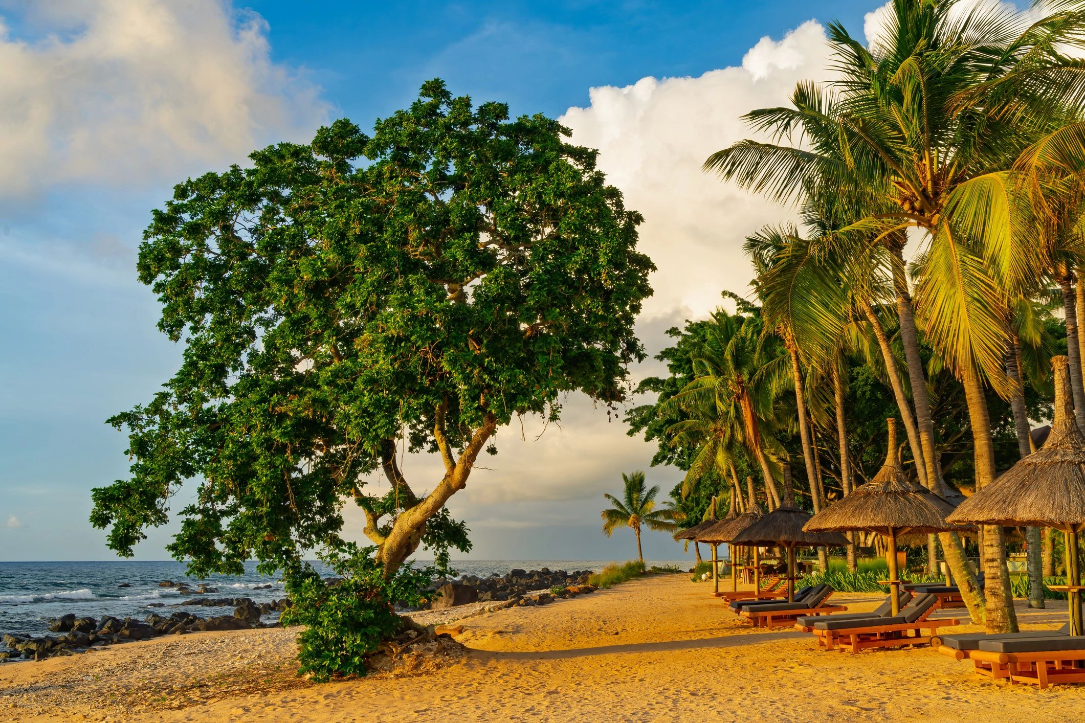Palm trees on a tropical beach