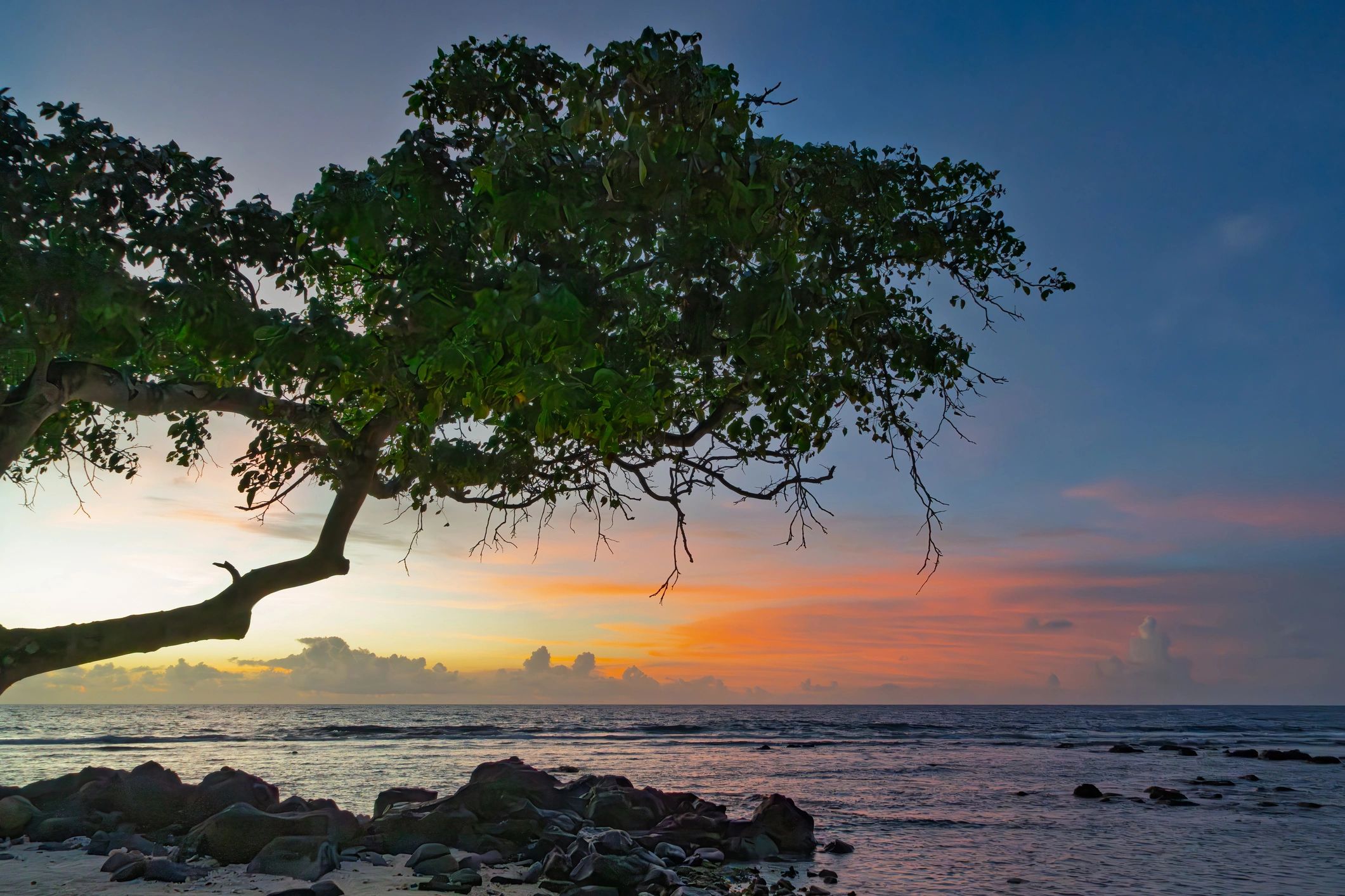 Beach sunset with silhouetted tree