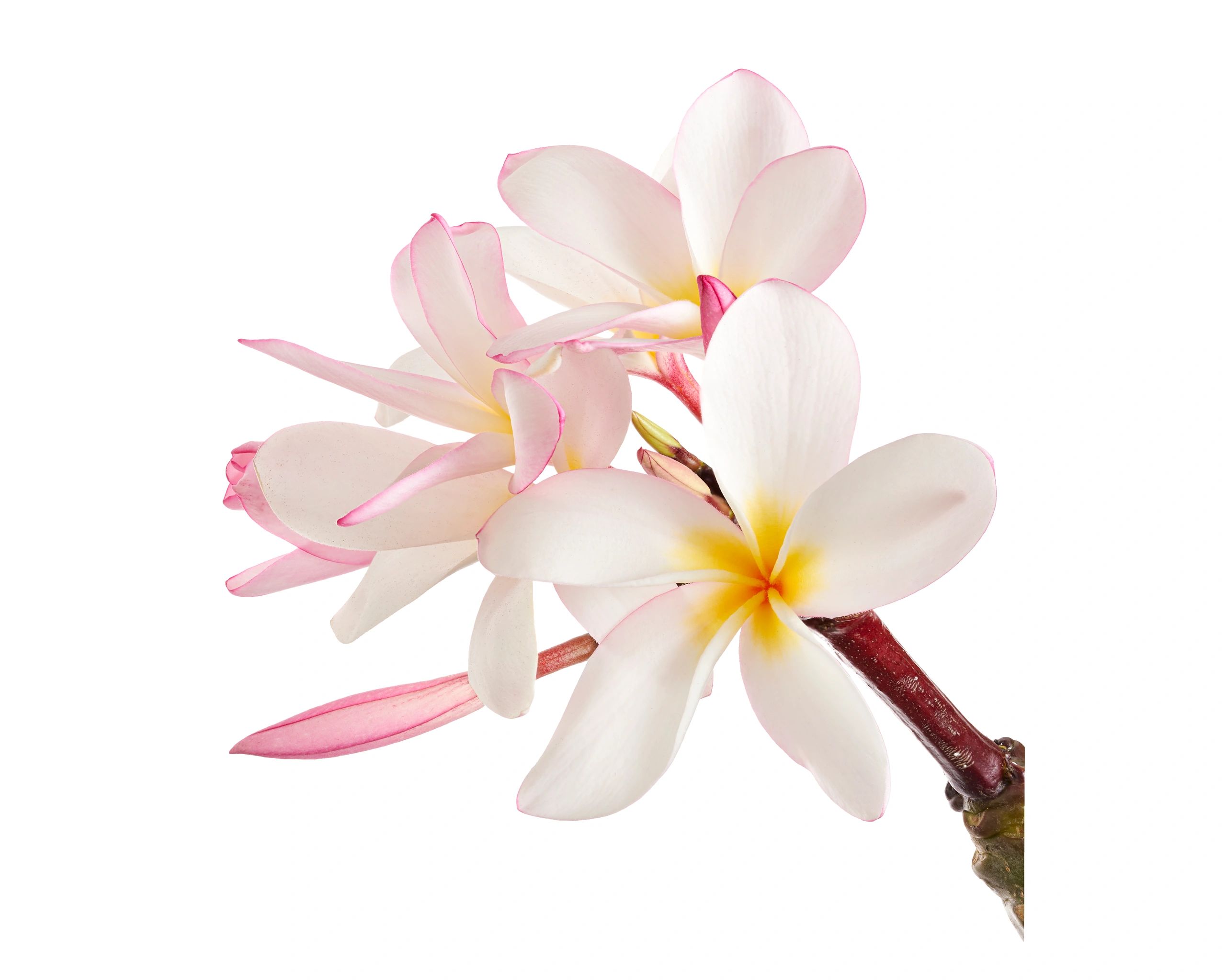 Pink and white plumeria flower close-up