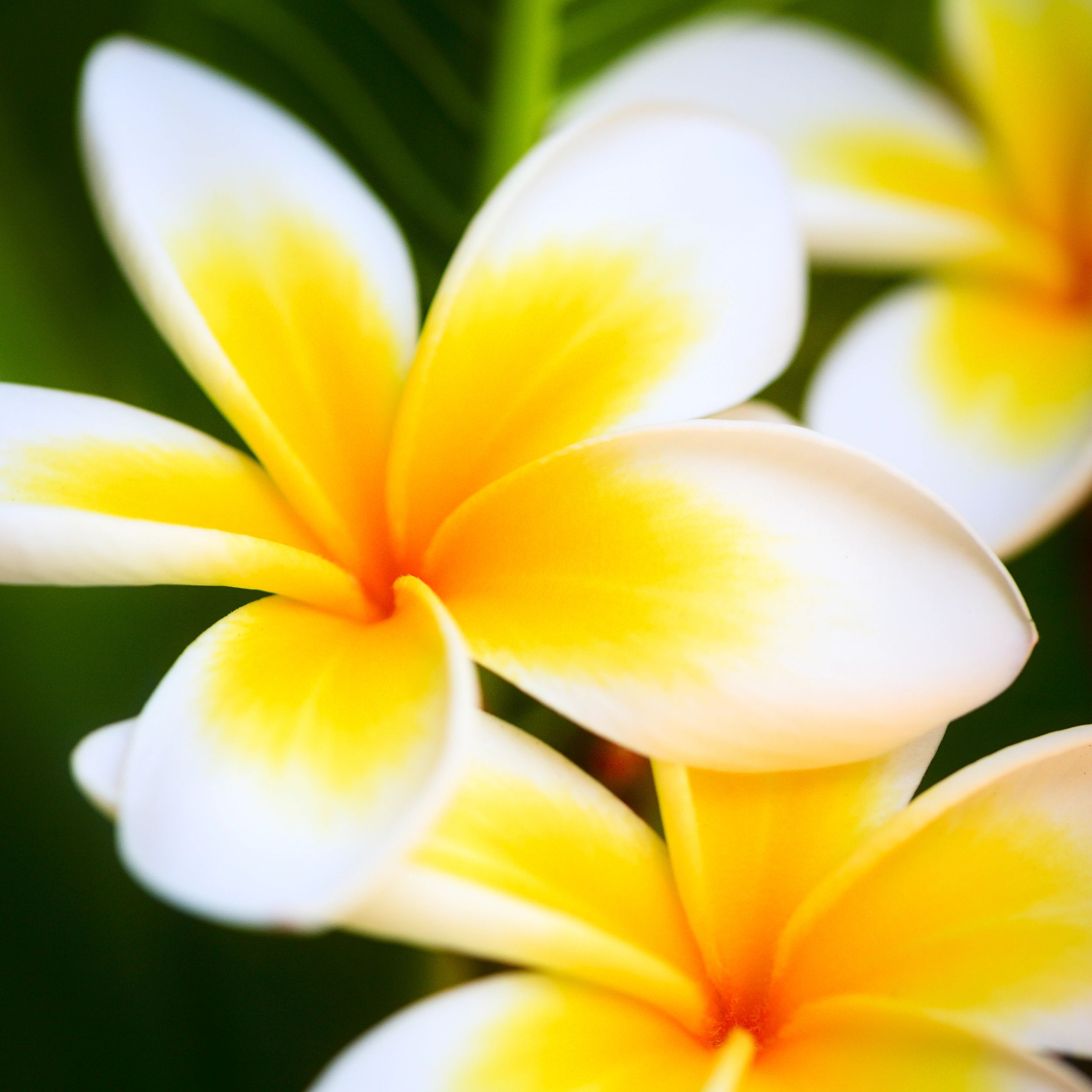 frangipani flower