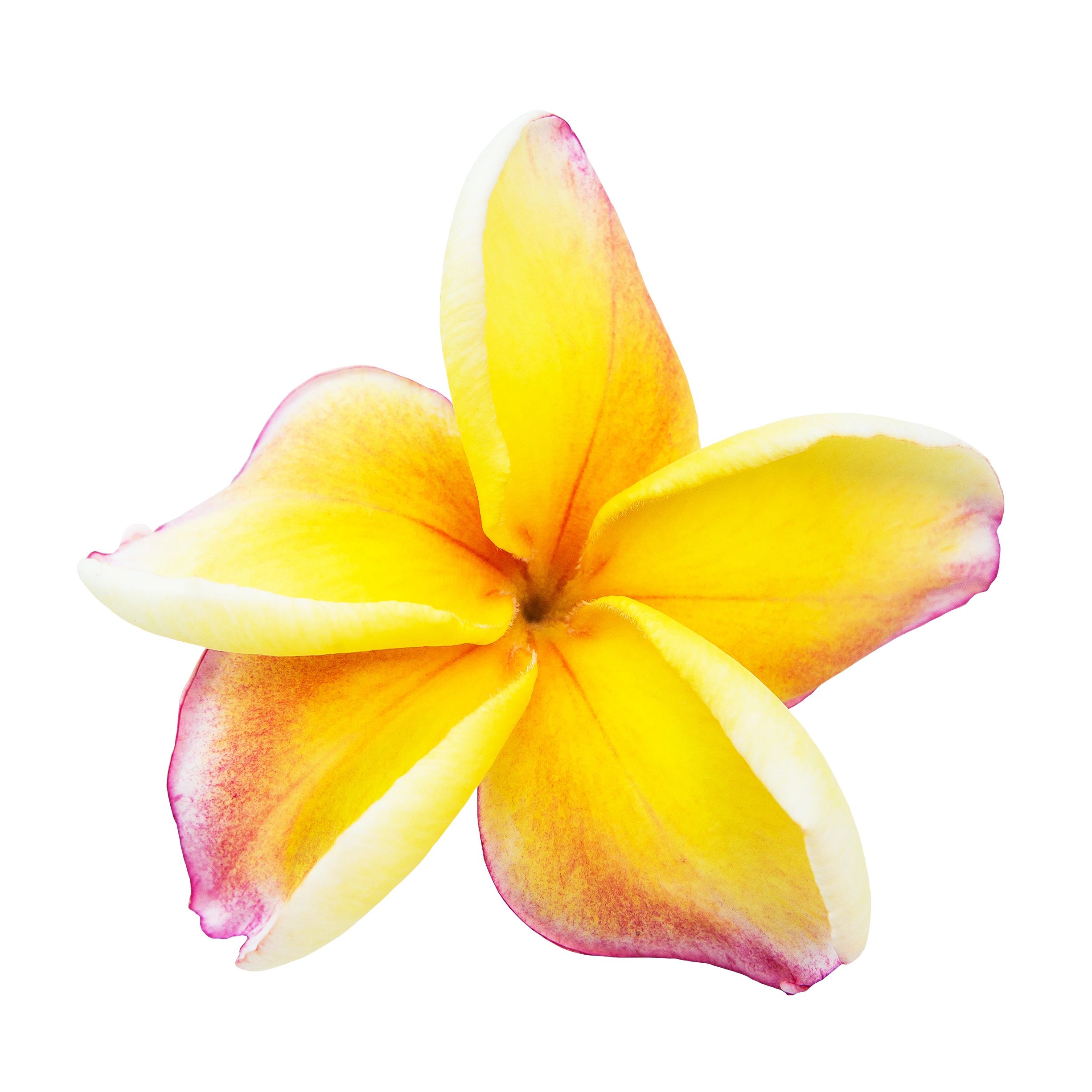 White and yellow plumeria flower